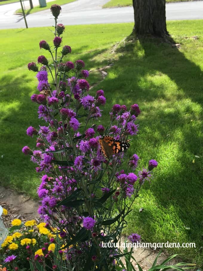 Painted Lady Butterfly on Meadow Blazingstar Liatris - Garden Tour
