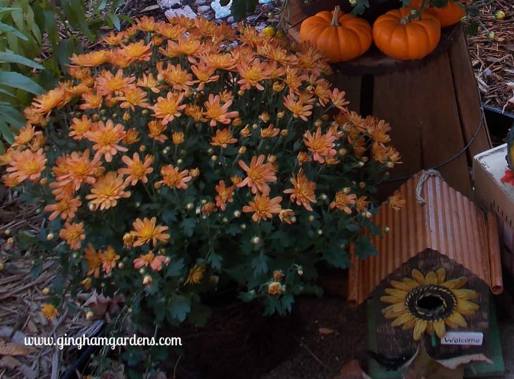 Quick & Easy Steps for Fall Garden Clean Up