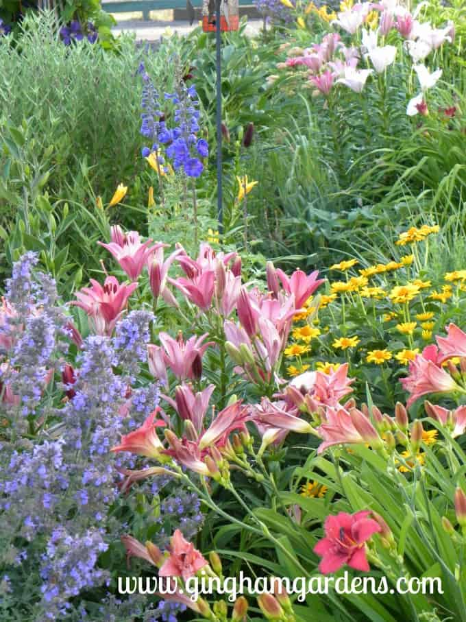 Colorado Flower Gardens | Perennials | Loads of Flower Gardening Ideas