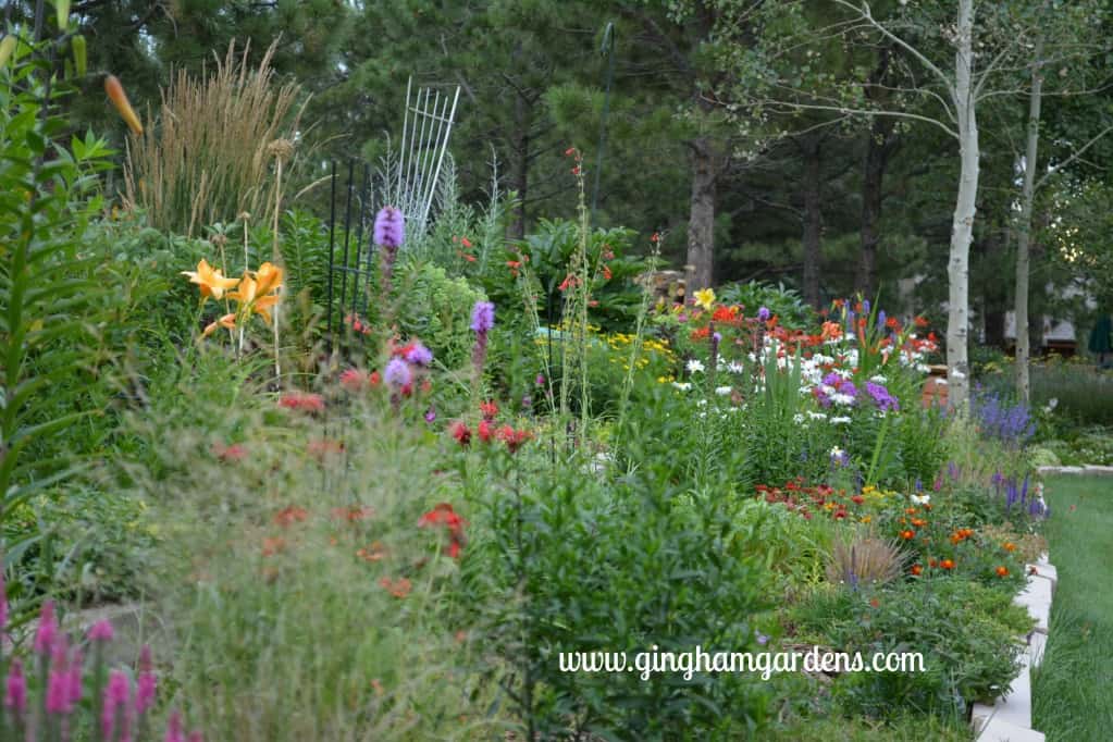 Colorado Flower Gardens | Perennials | Loads of Flower Gardening Ideas