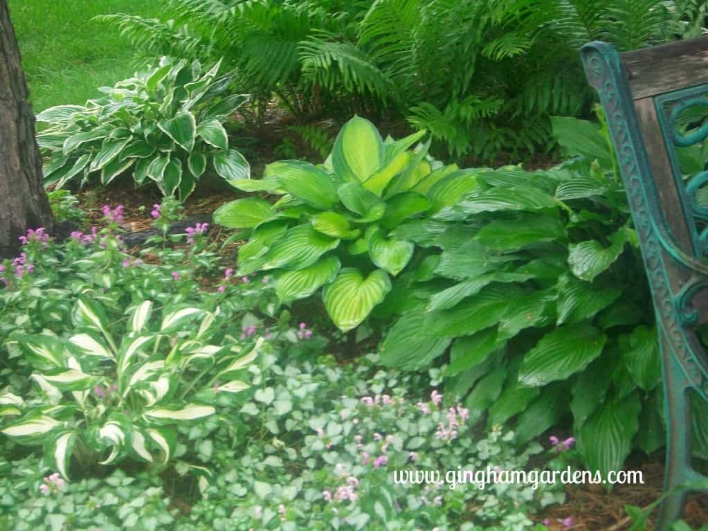 Shade Gardens - Ostrich Ferns, Hosta and Lamium