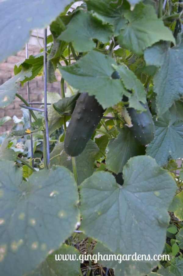 Cucumbers - Vegetable Gardening 101