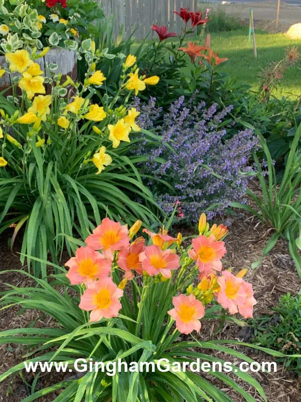 Flower garden with daylilies and catmint