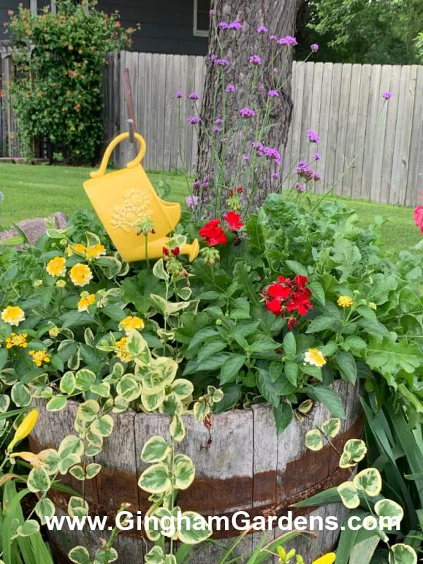 Whiskey barrel with flowers planted in it.