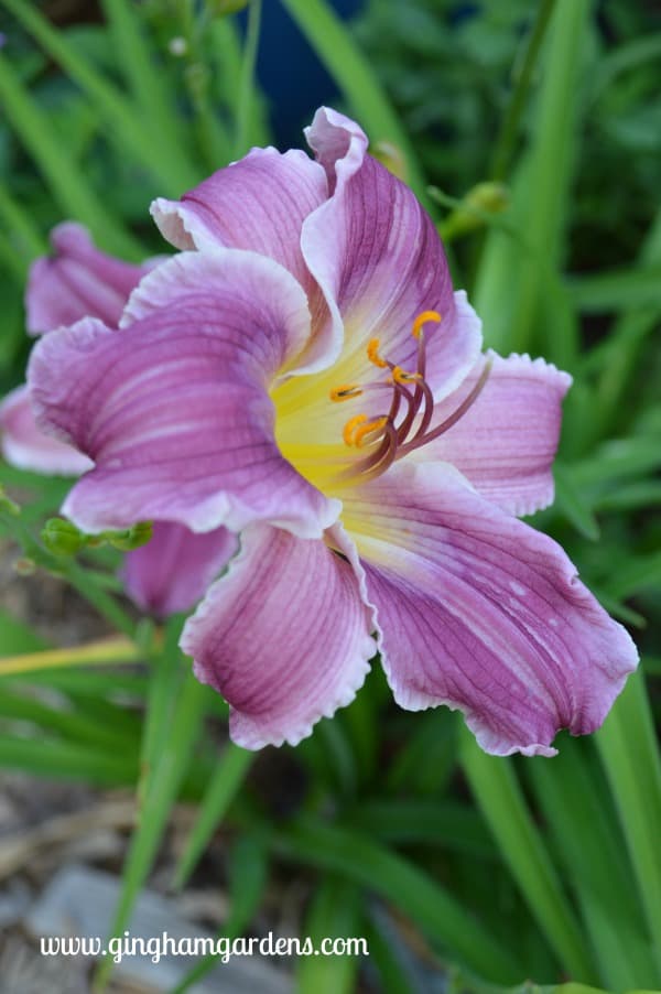 Tips For Growing Daylilies (Every Flower Garden Needs Them ...