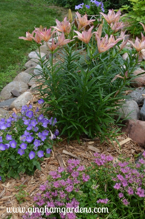 Summer Flower Garden - Pink Asiatic Lilies, Blue Uniform Campanula and John Creech Stonecrop