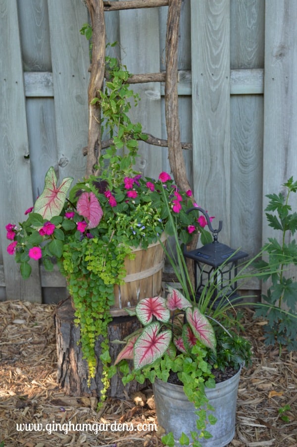 Garden Vignette with Ladder Made from Tree Limbs