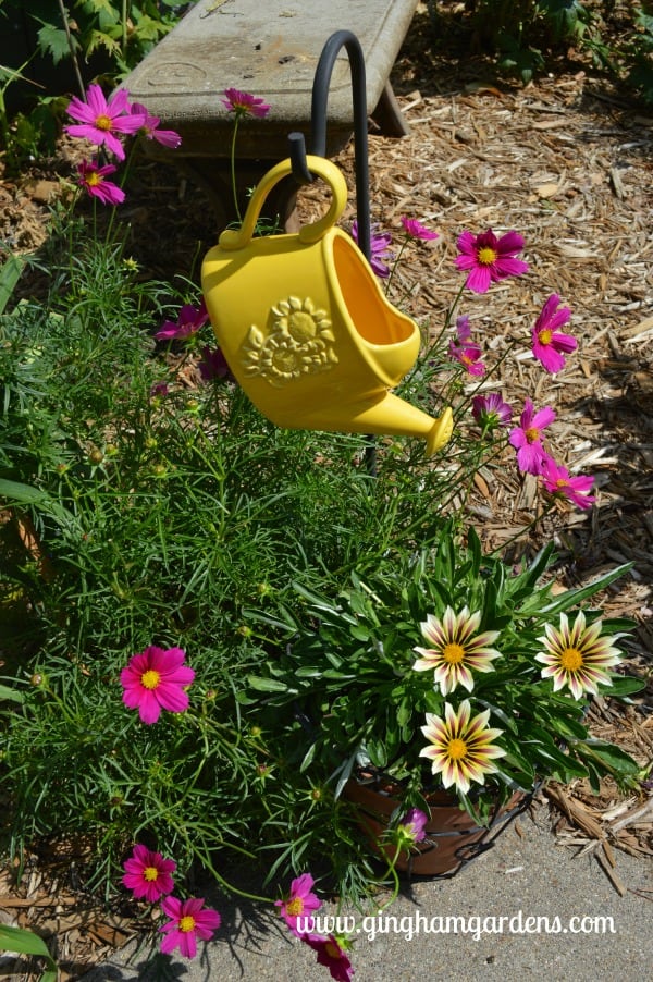 Watering Can with Cosmos and Gazanias