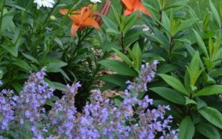 Flower Garden - Walker's Low Catmint, Becky Shasta Daisies & Orange Asiatic Lilies