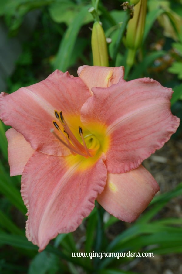 Cedar Waxwing Daylily - Tips for Gardening in August