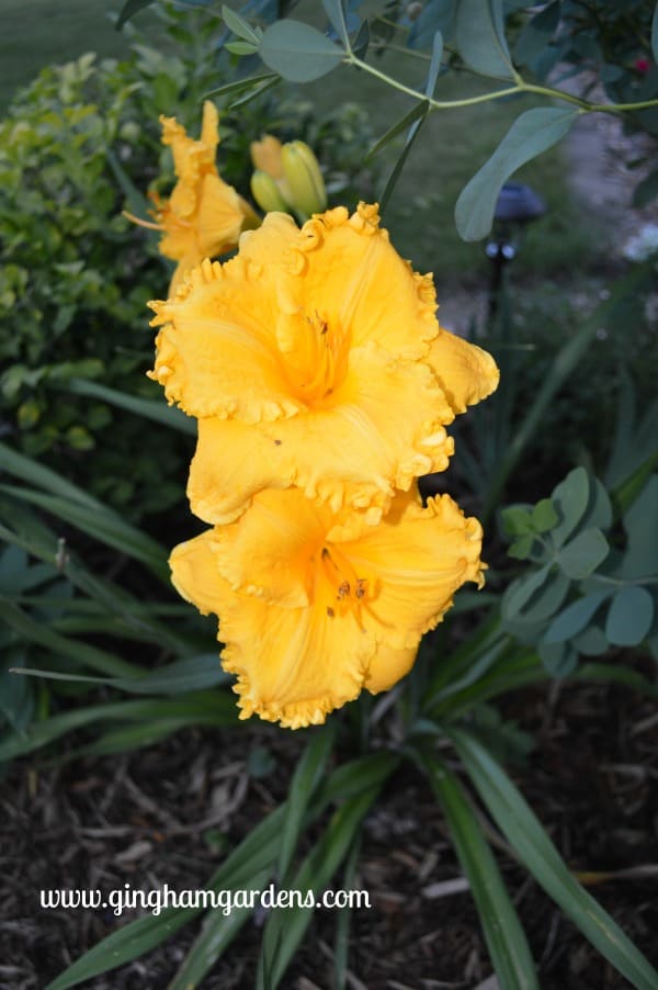 Gaudy Gaudy Daylily - Tips for Gardening in August