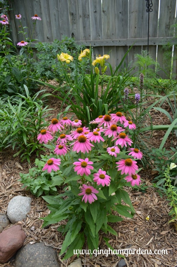 Flower Gardens - Tips For Gardening in Late Summer