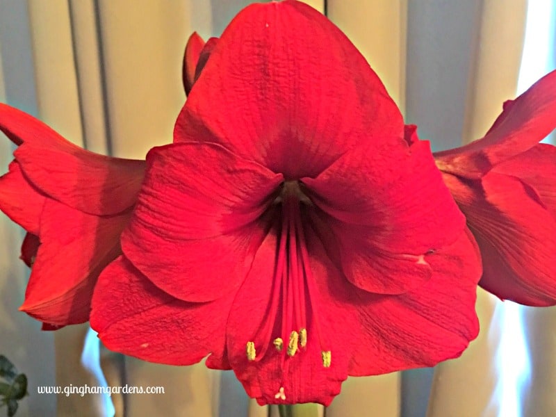 How to Grow Amaryllis Indoors (The Perfect Winter Flower)