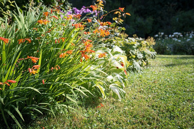 Crocosmia - Beautiful Plants You Don't Want In Your Yard
