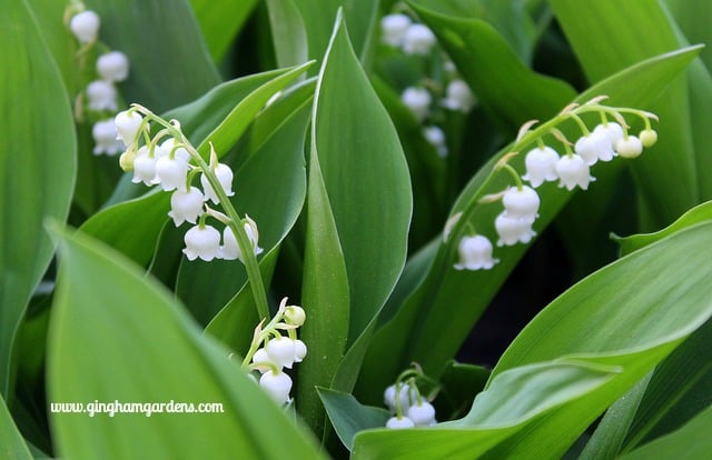 Lily-of-the-Valley - Very Aggressive Perennial