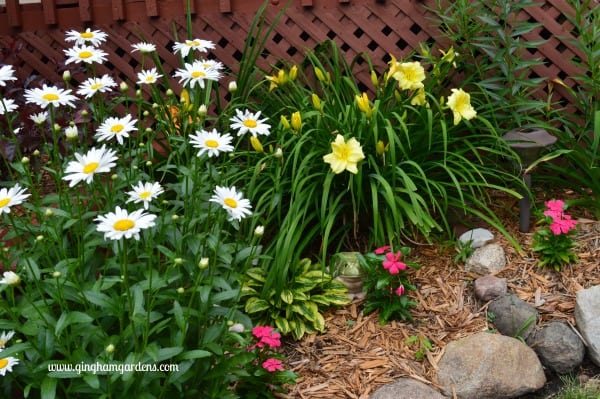 Shasta Daisies, Stella Supreme Daylilies and Vinca Flowers in a Low Maintenance Garden