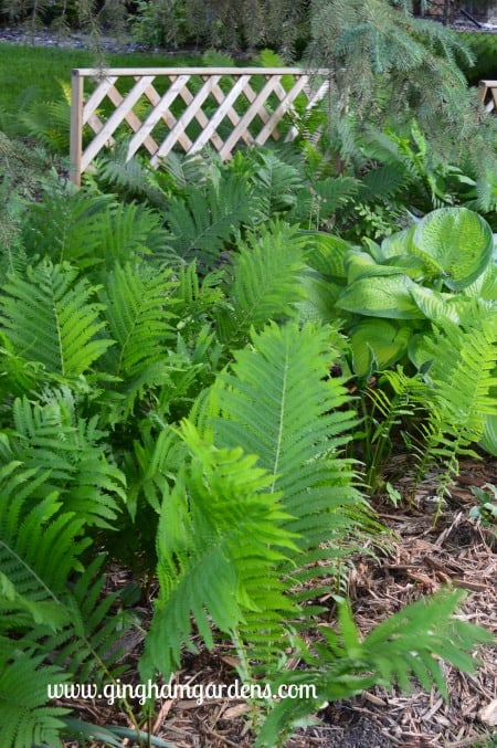 Ostrich Ferns - Invasive Plants You Don't Want In Your Garden