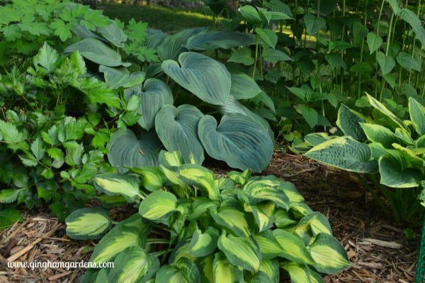 Made In The Shade Gardens (Beautiful Ideas for Your Shade Garden)