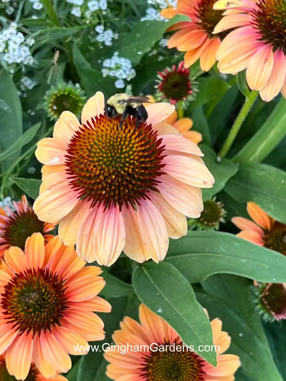 Bee on Coneflower in How to Attract Pollinators to Your Garden