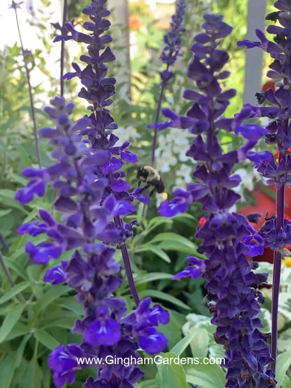 Bee on Victoria Blue Salvia in How to Attract Pollinators to Your Garden