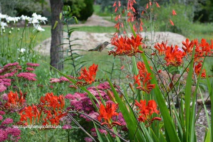 How to Attract Pollinators To Your Garden