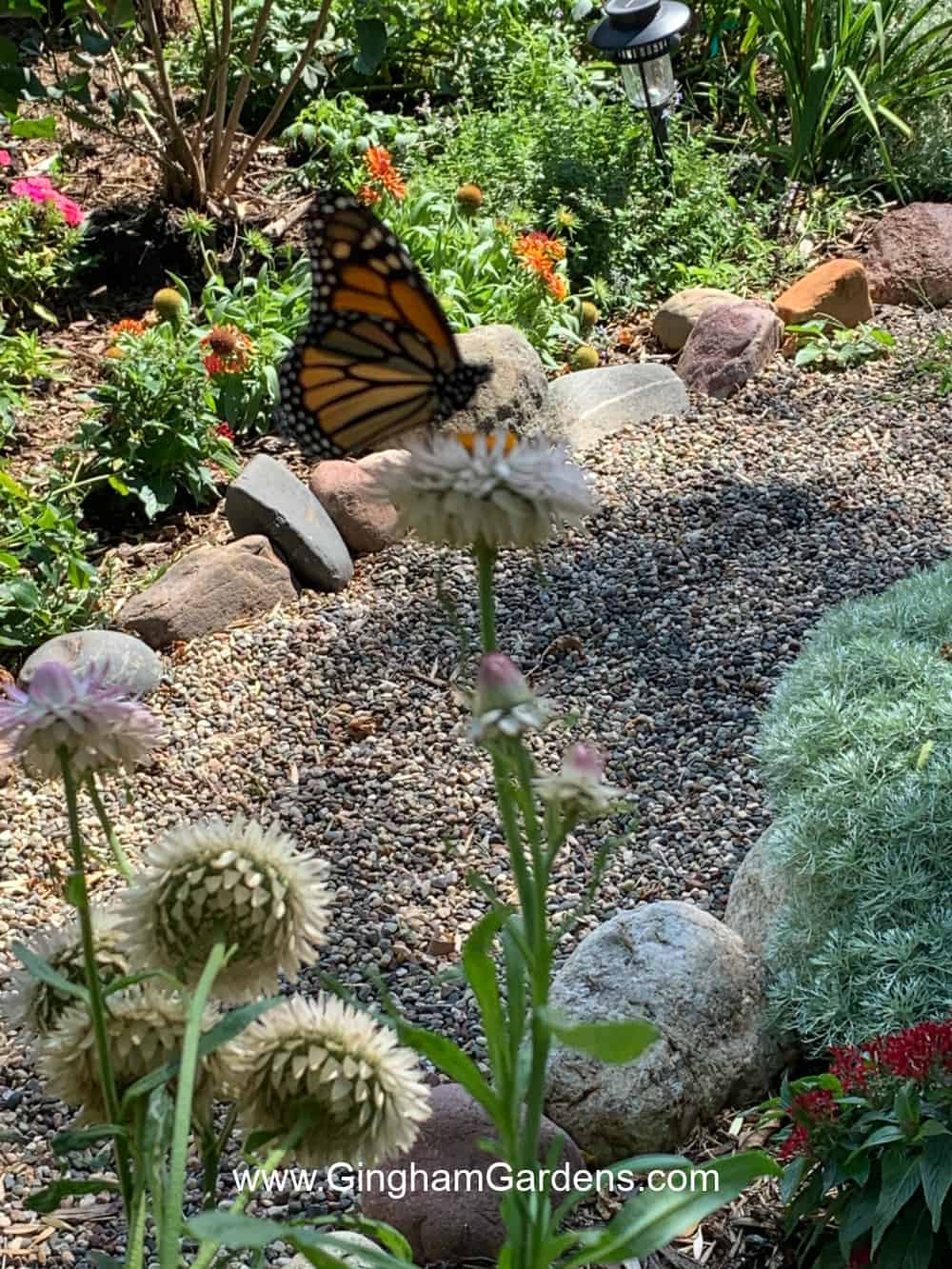 Monarch butterfly on strawflower.