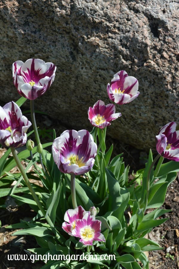 Tulips in a Spring Garden