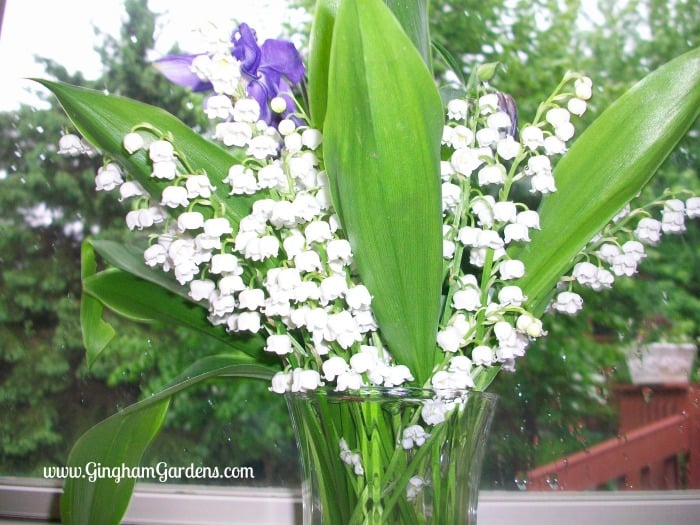 Cut Flower Bouquet - Lily of the Valley