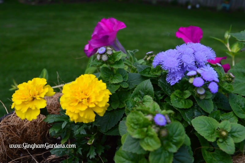 Annual Flowers - Ageratum, Petunia & Marigolds