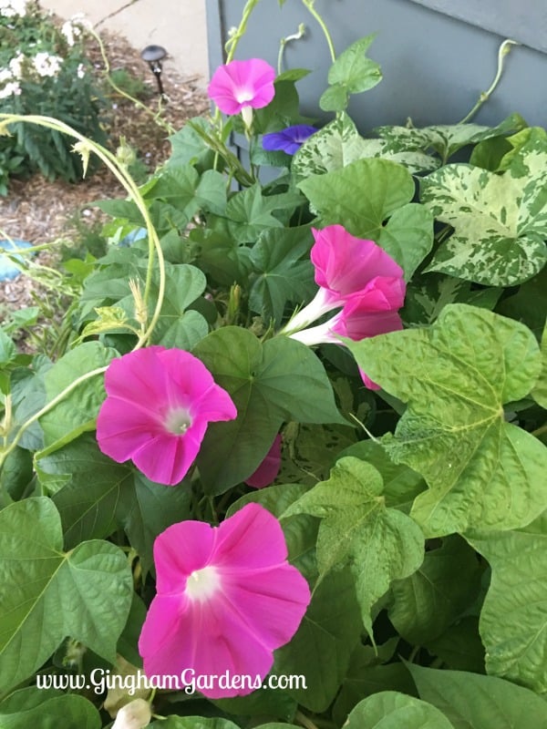 Annual Flowers - Morning Glories