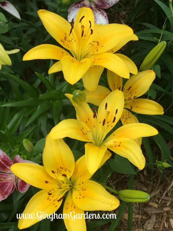 Yellow Asiatic Lilies