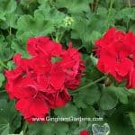 How to Overwinter Zonal Geraniums