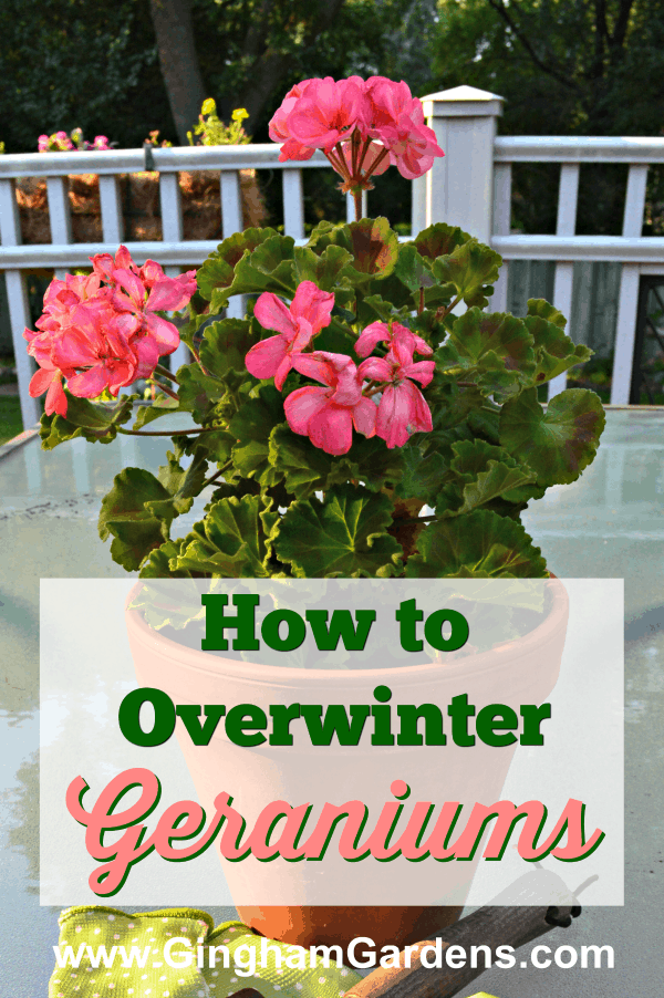 How to Overwinter Geraniums