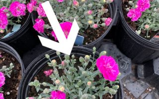 Perennial Dianthus Plants with text overlay - pick this one