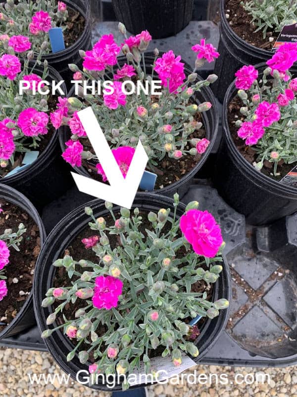 Perennial Dianthus Plants with text overlay - pick this one