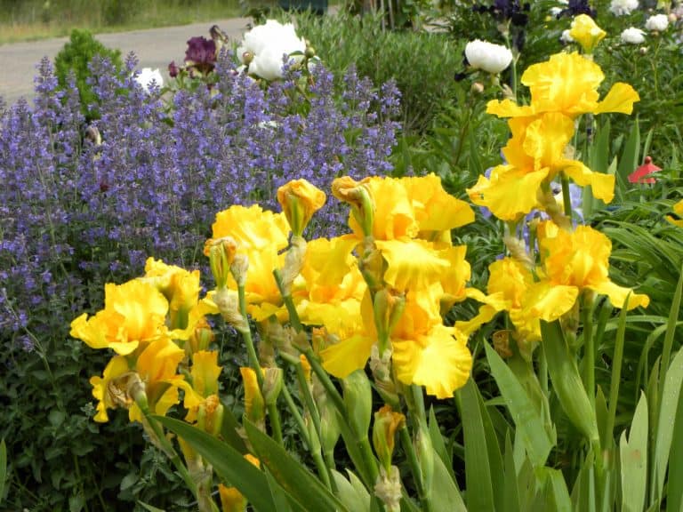Beautiful spring flower garden with yellow irises, purple catmint and peonies