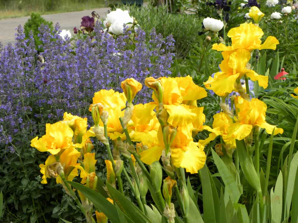Beautiful spring flower garden with yellow irises, purple catmint and peonies