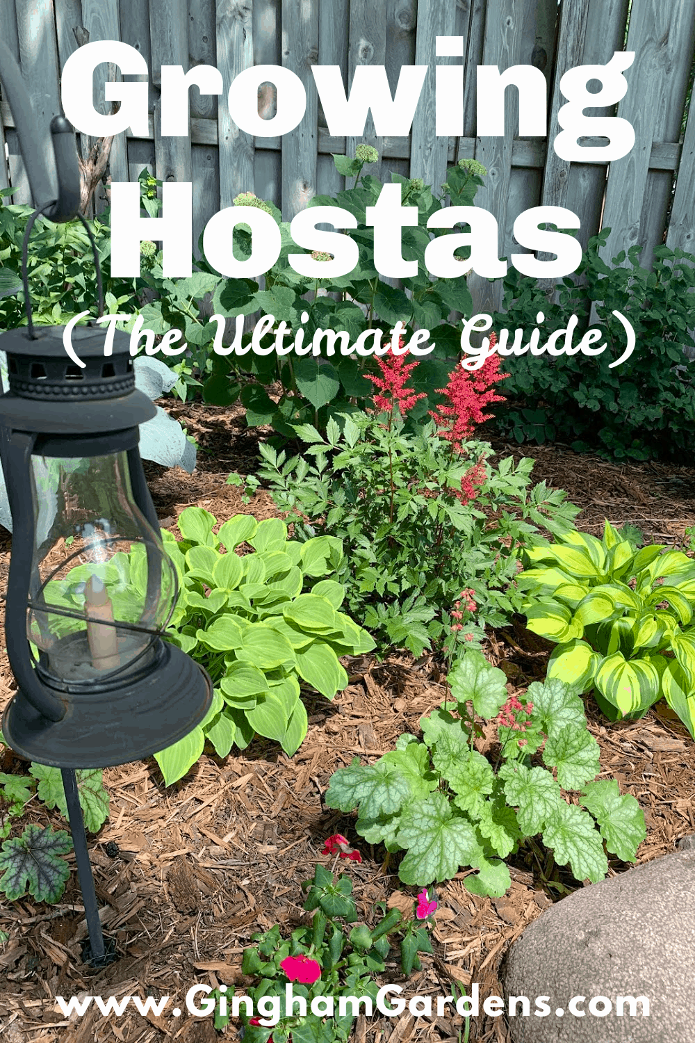 Image of a Hosta Garden with text overlay - Growing Hostas (The Ultimate Guide)