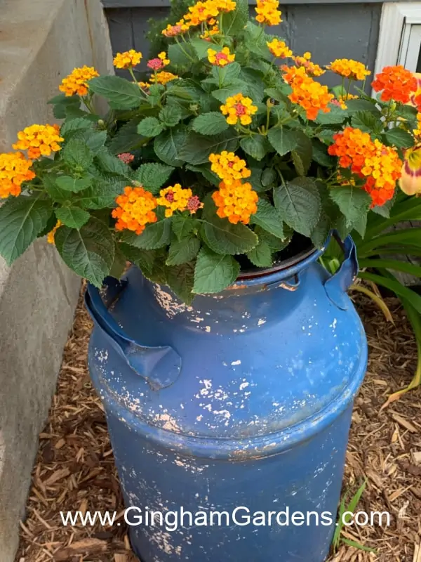 Old blue milk can holding a pot of lantana flowers