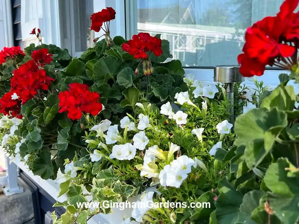 Red geraniums and white petunias in a winter box in late summer.