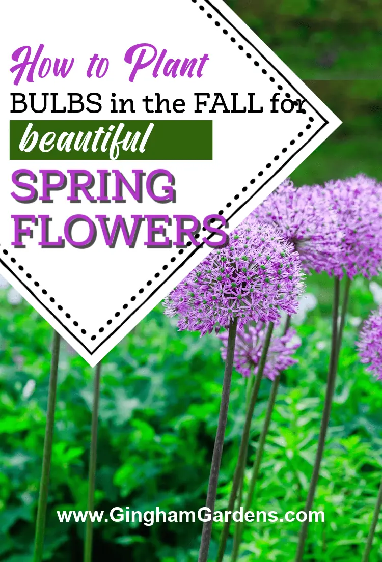 Image of allium flowers in a spring garden with text overlay - Planting Bulbs in the Fall for Beautiful Spring Flowers
