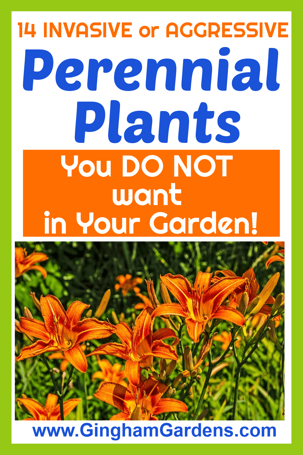Image of Ditch Lilies with Text Overlay - Perennial Plants You do Not want in your gardens