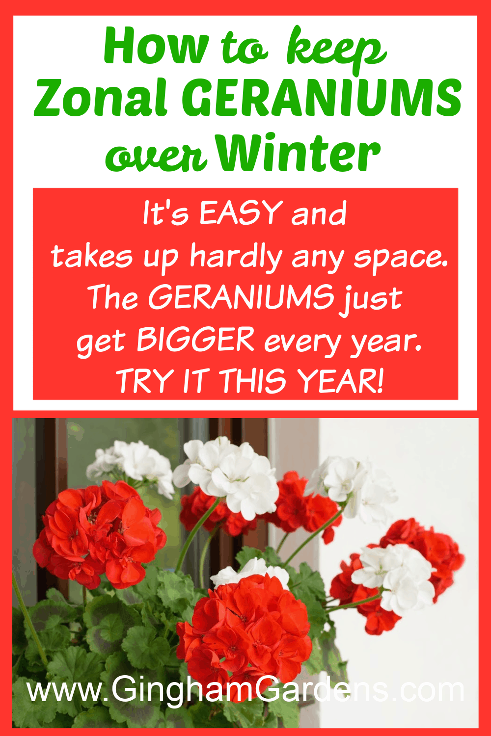 Image of Geraniums with text overlay - How to keep Zonal Geraniums over winter
