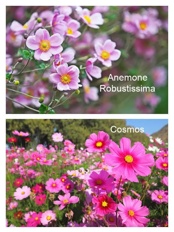 Images of cosmos and anemone flowers