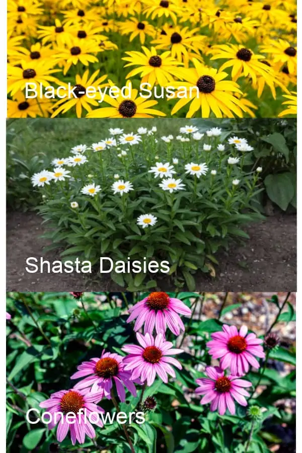 Images of Black-eyed Susan, Shasta Daisies & Coneflowers