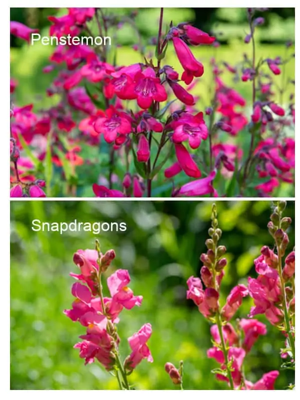 Comparison of snapdragons to penstemon