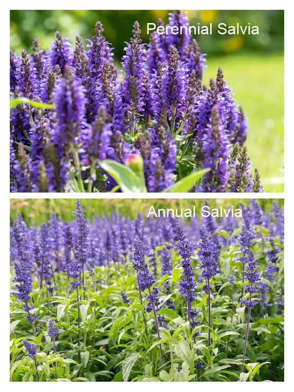 Images of annual salvia and perennial salvia
