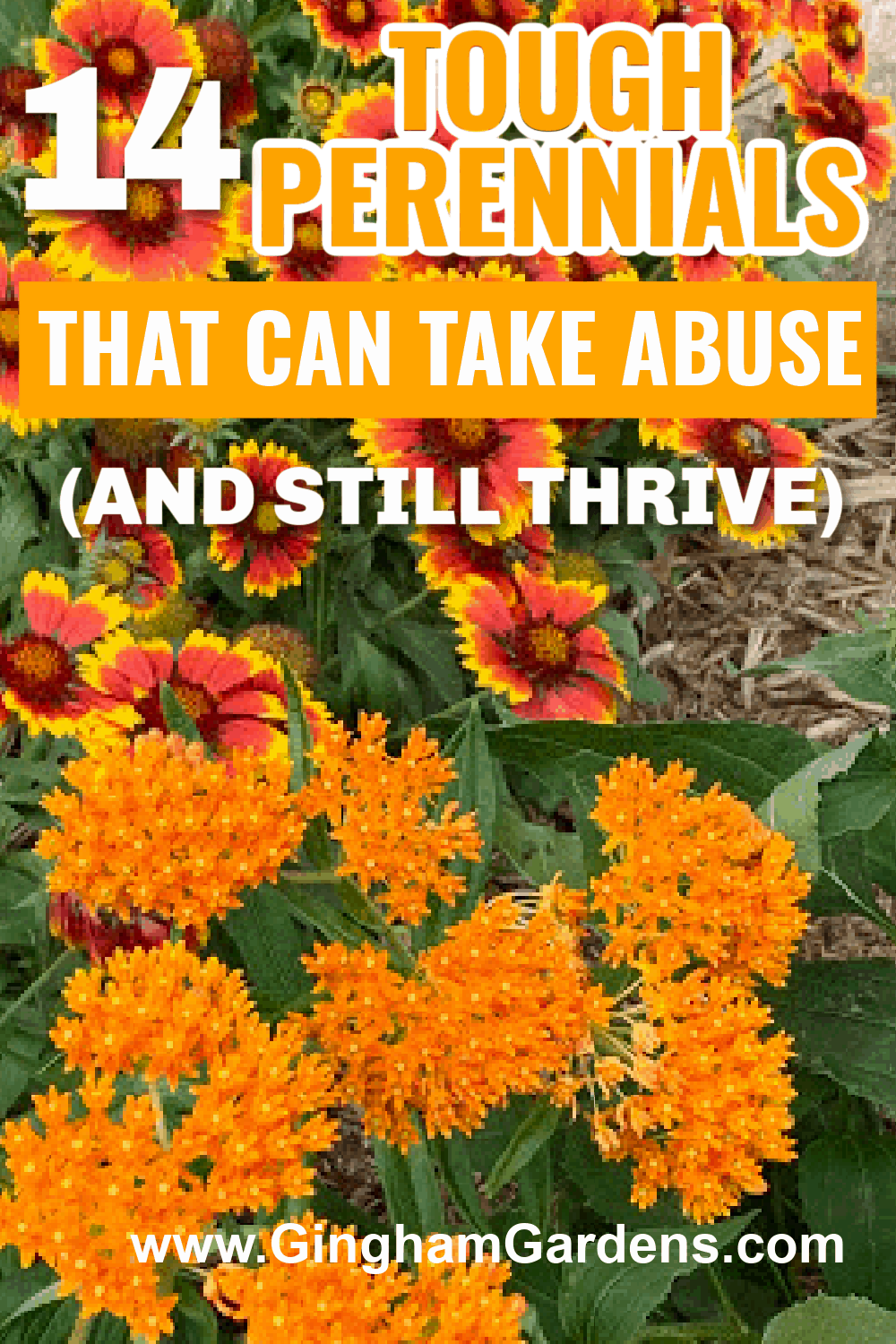 Image of Perennial Flowers with text overlay - 14 Tough Perennials that can take abuse and still thrive