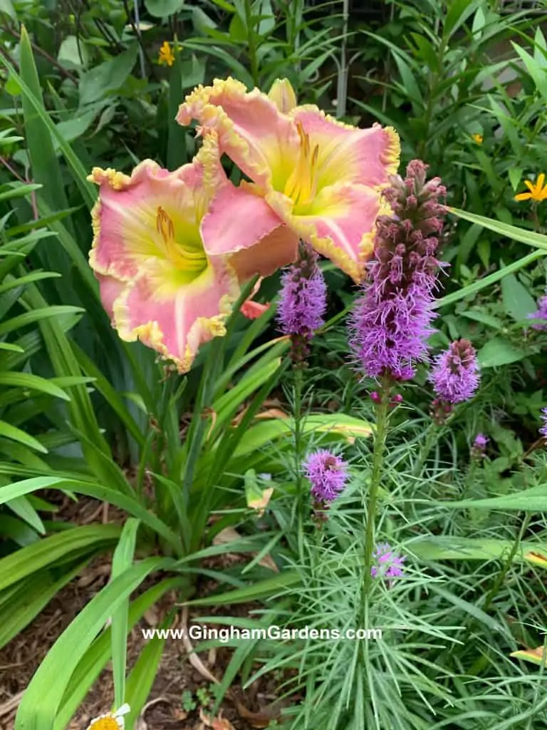 Image of flowers in a flower garden tour.
