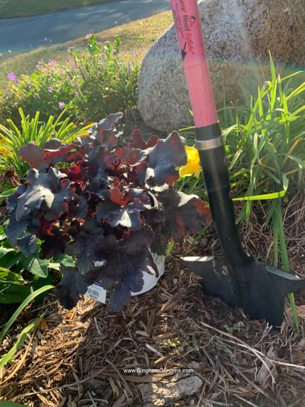 Potted coral bell and shovel in a fall garden